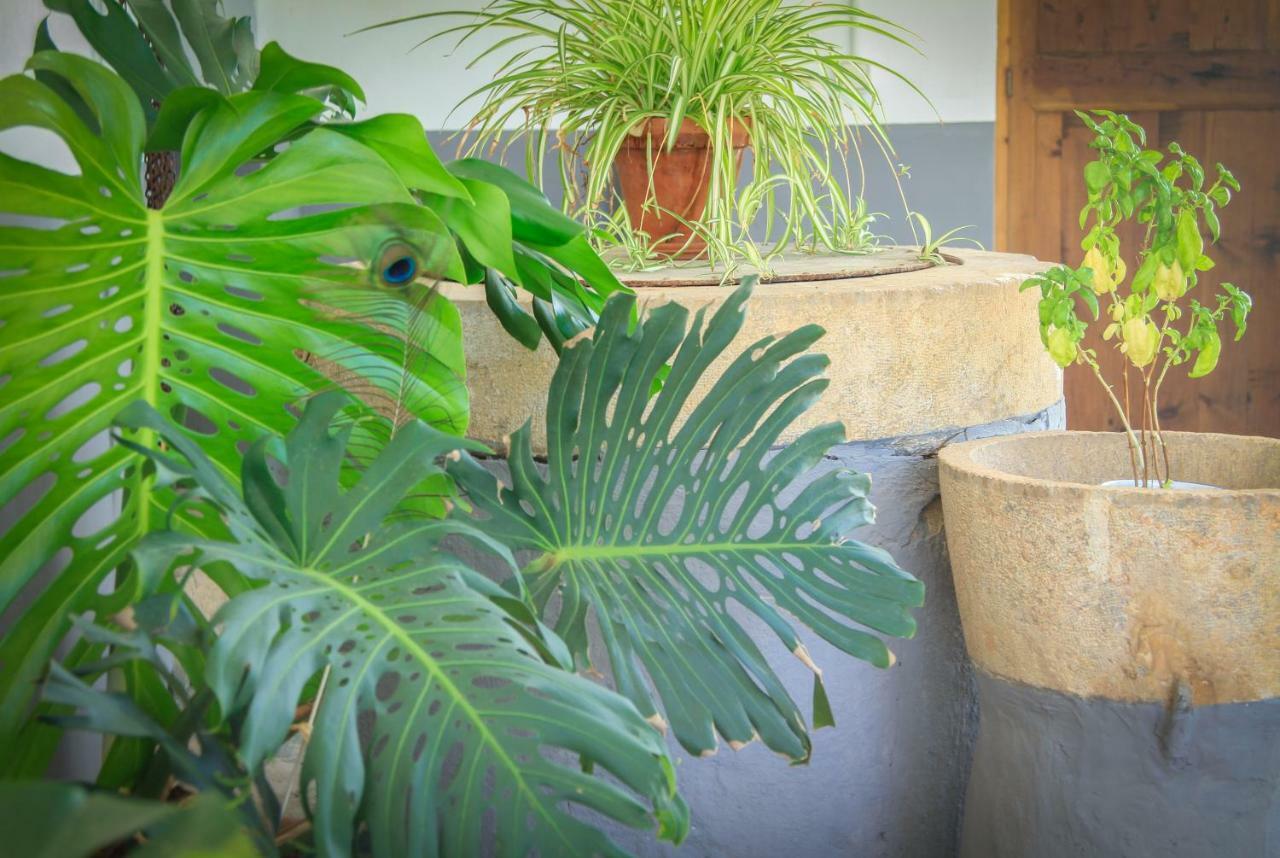 Sa Fita Backpackers - Albergue Juvenil Esporles Buitenkant foto